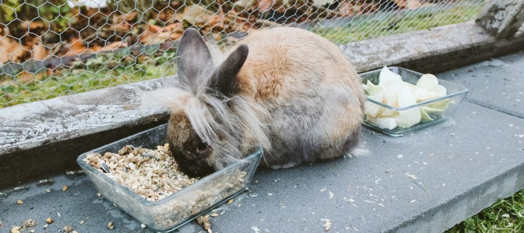 rabbit eating